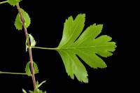 Aubépine - Rameau avec feuille (Crataegus monogyna)